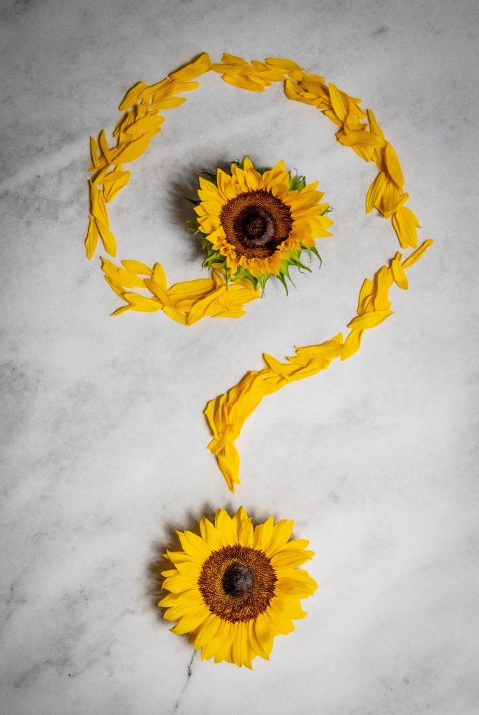 A question mark made out of petals from a sunflower. There is a sunflower at the start of the question mark and one as the dot of the question mark 