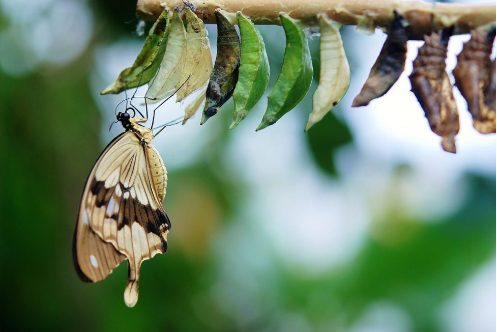 There are various chrysalises hanging on a branch, which a butterfly hanging on one of them. Weight loss