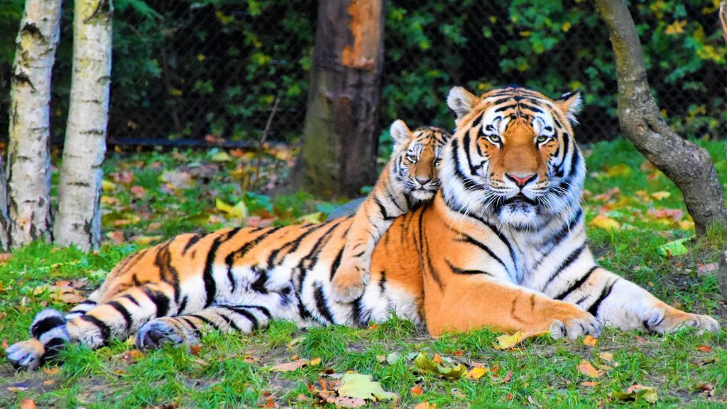 A tiger is laying in the grass with her cub laying on top of her.