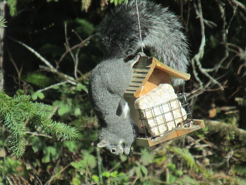 A squirrel is upside down on a bird feeder trying to get food. 